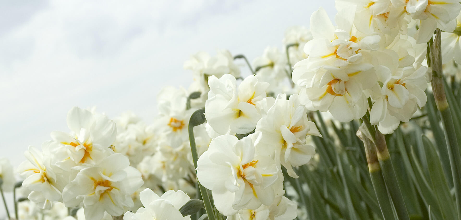 Fall Bulbs now on line